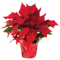 festive pointsettia